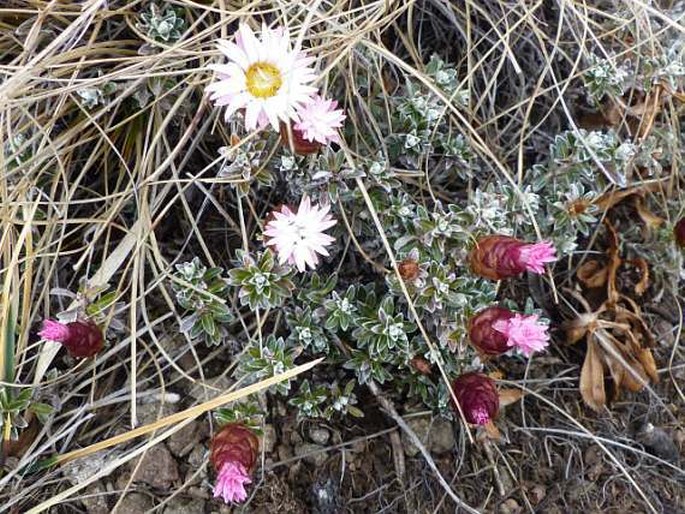 Helichrysum retortoides