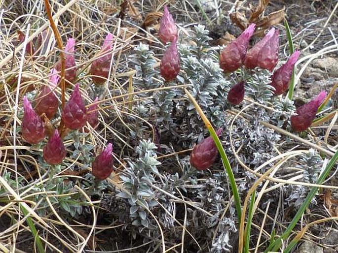 Helichrysum retortoides