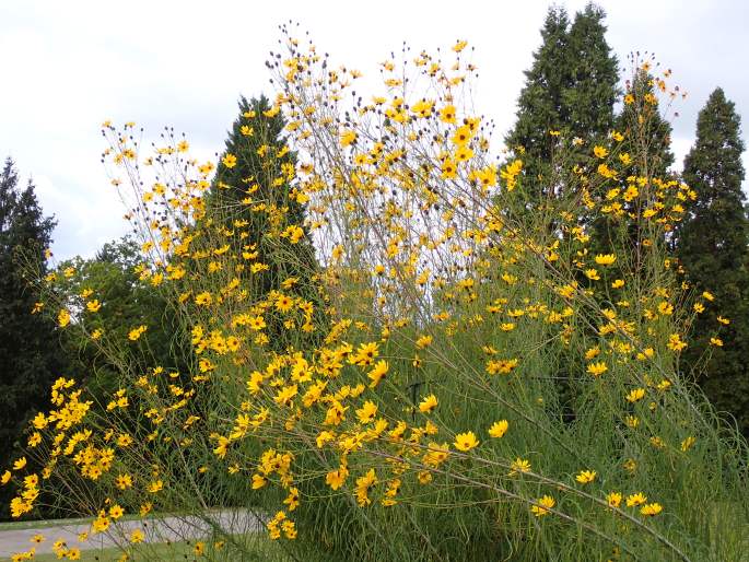 Helianthus salicifolius