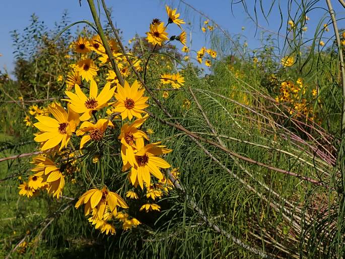 Helianthus salicifolius