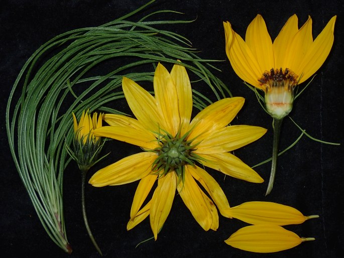 Helianthus salicifolius