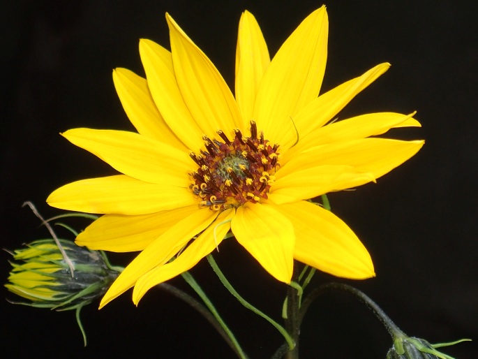 Helianthus salicifolius