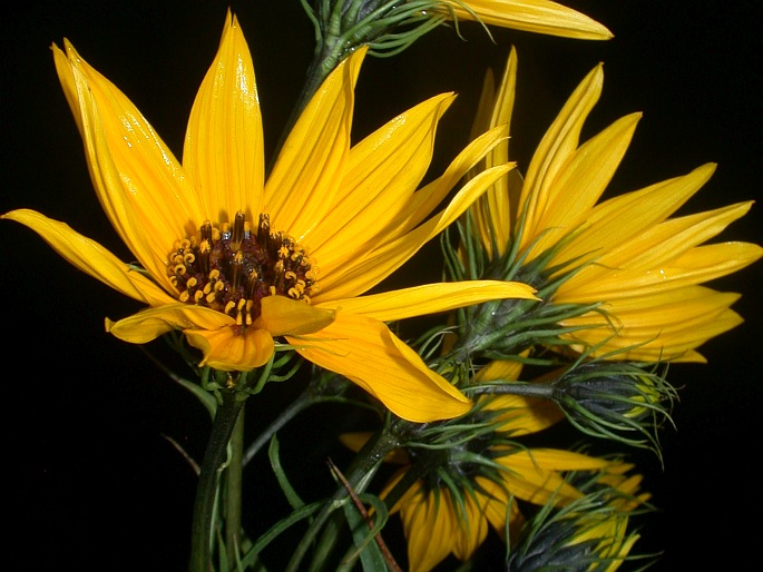 Helianthus salicifolius