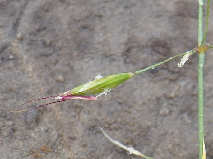 Helictotrichon sedenense