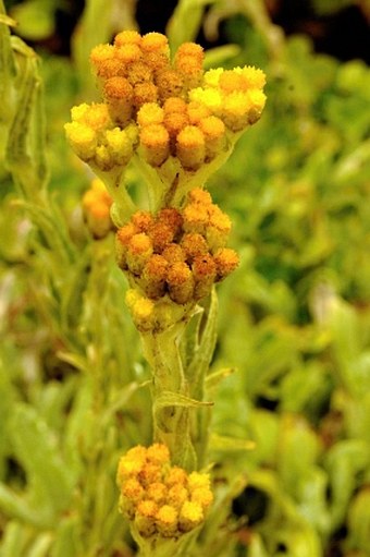 Helichrysum thianschanicum