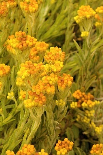 Helichrysum thianschanicum