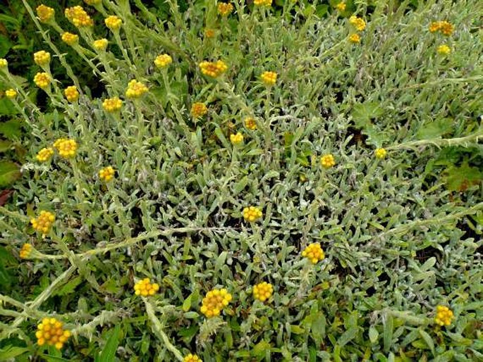 Helichrysum thianschanicum