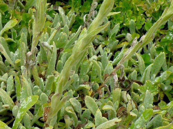 Helichrysum thianschanicum