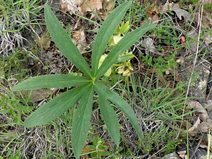 Helleborus multifidus subsp. serbicus