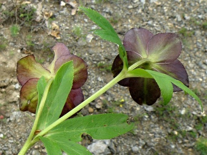 Helleborus multifidus subsp. serbicus