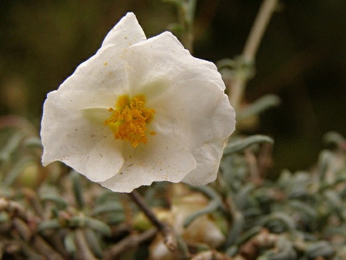 Helianthemum violaceum