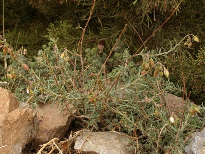 Helianthemum violaceum