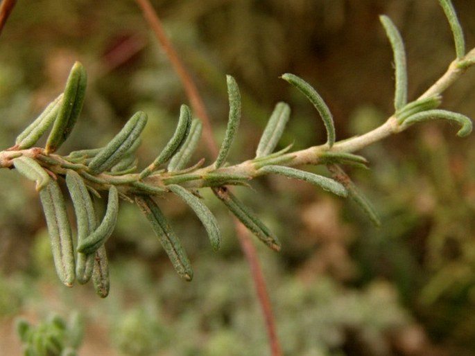 Helianthemum violaceum