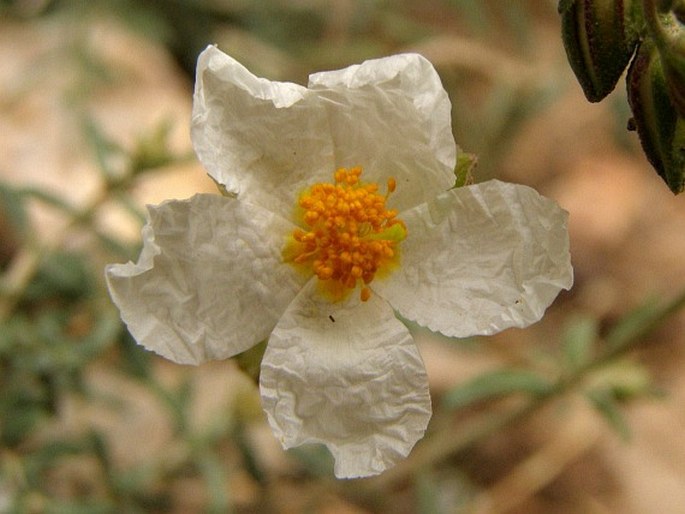 HELIANTHEMUM VIOLACEUM (Cav.) Pers. – devaterník / devätorník