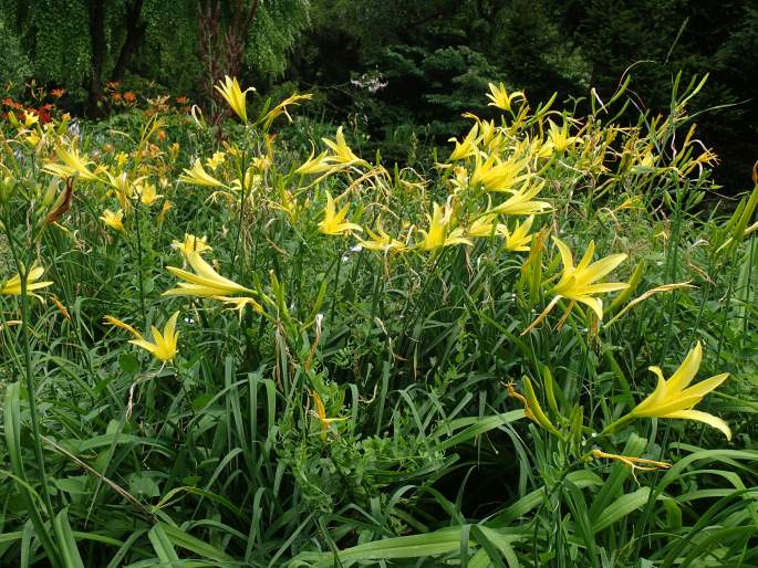 Hemerocallis citrina