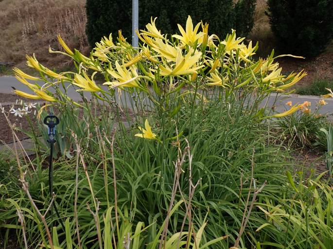 Hemerocallis citrina