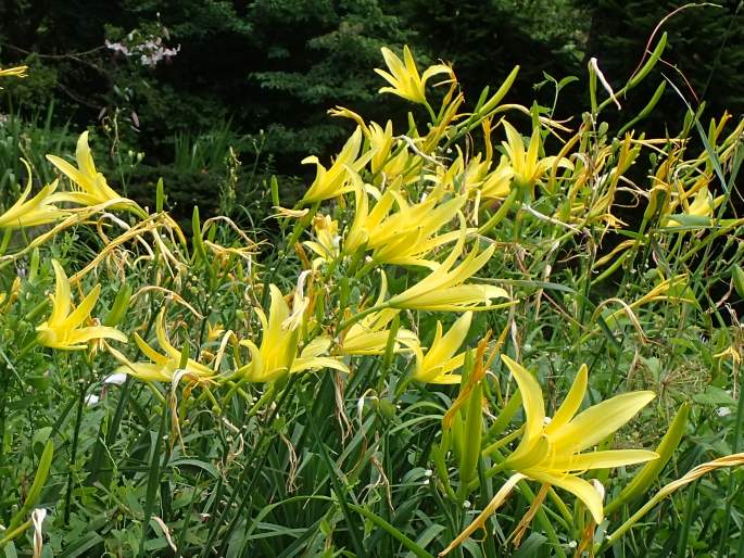 Hemerocallis citrina