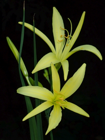 Hemerocallis citrina