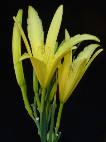 Hemerocallis citrina