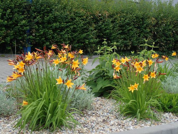 Hemerocallis dumortieri