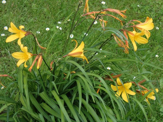 Hemerocallis dumortieri