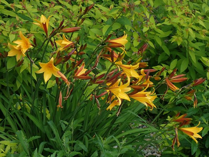 Hemerocallis dumortieri