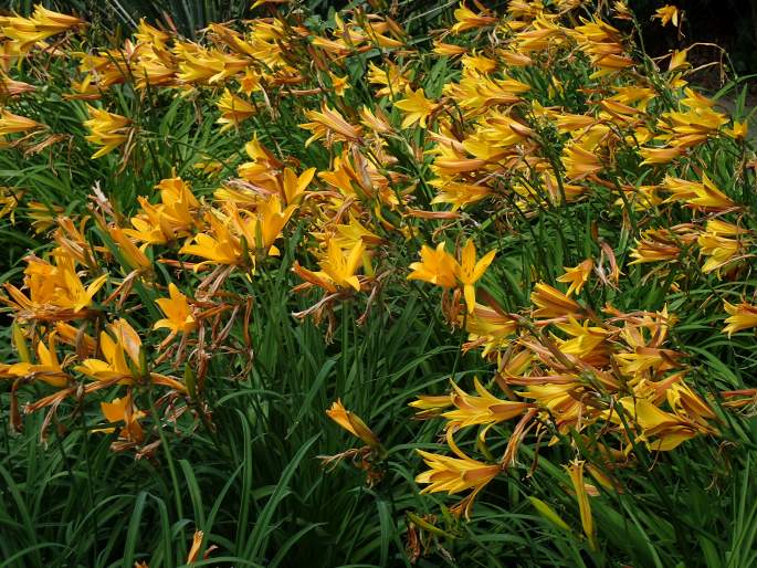 Hemerocallis dumortieri