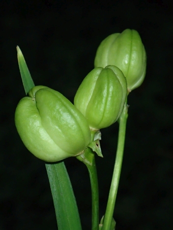 Hemerocallis dumortieri