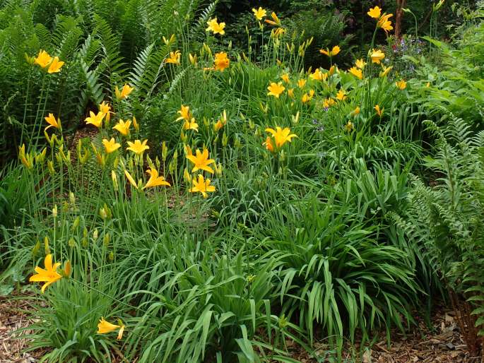 Hemerocallis middendorffii