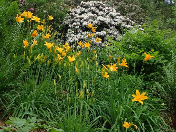 Hemerocallis middendorffii