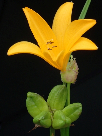 Hemerocallis middendorffii