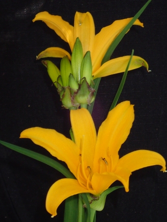 Hemerocallis middendorffii