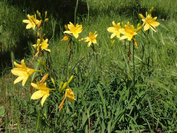 Hemerocallis lilioasphodelus