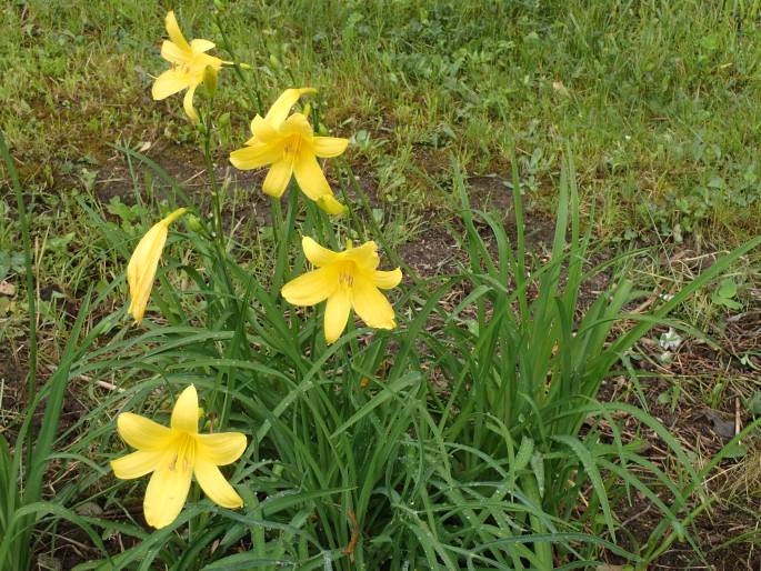 Hemerocallis lilioasphodelus