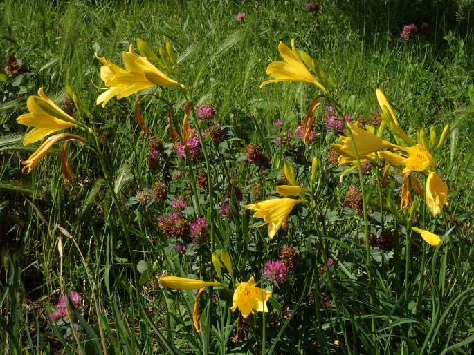 Hemerocallis lilioasphodelus