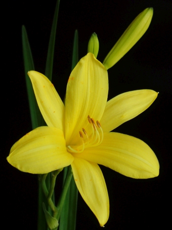 Hemerocallis lilioasphodelus