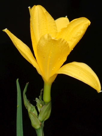 Hemerocallis lilioasphodelus