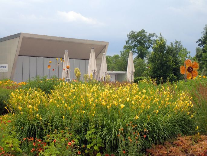 Hemerocallis ×ochroleuca