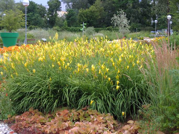 Hemerocallis ×ochroleuca