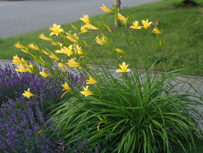 Hemerocallis ×ochroleuca