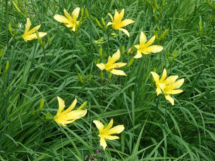 Hemerocallis ×ochroleuca