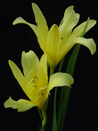 Hemerocallis ×ochroleuca