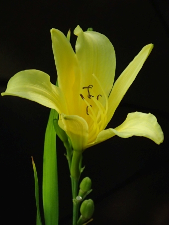 Hemerocallis ×ochroleuca