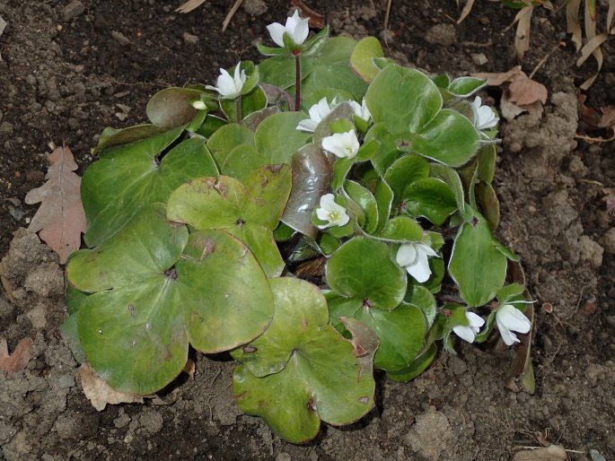 Hepatica maxima