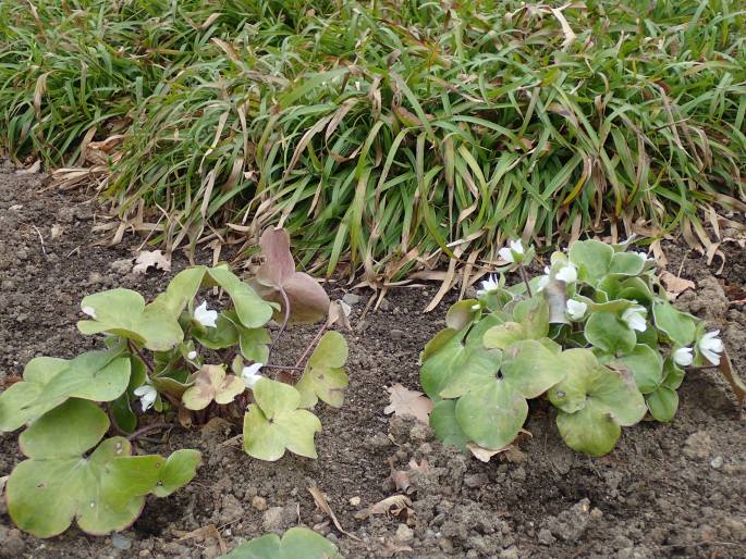 Hepatica maxima