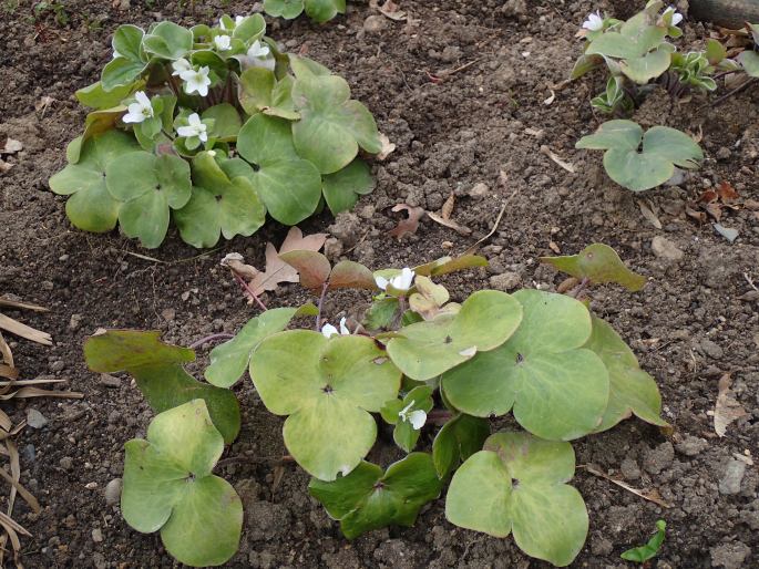 Hepatica maxima