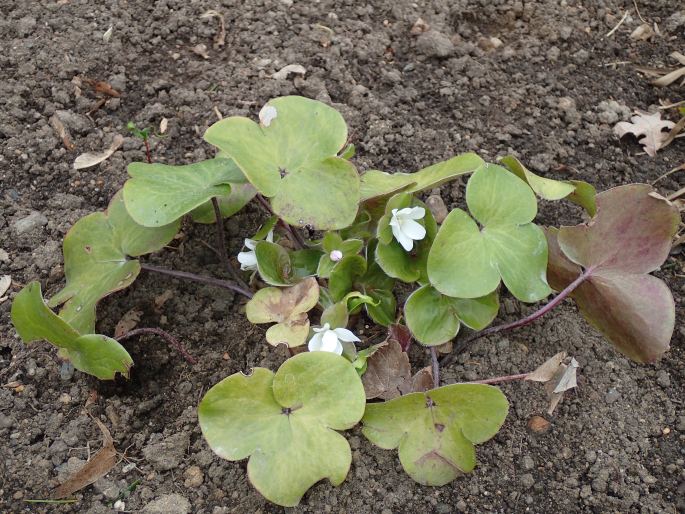 Hepatica maxima