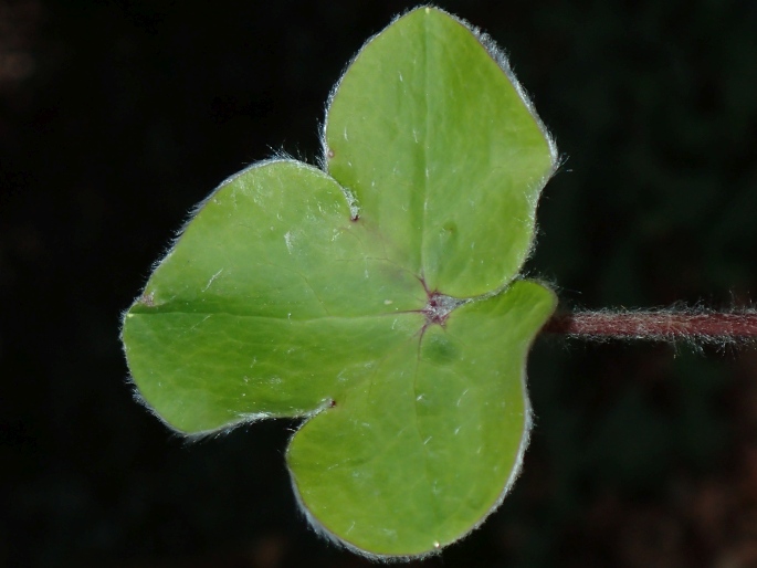 Hepatica maxima