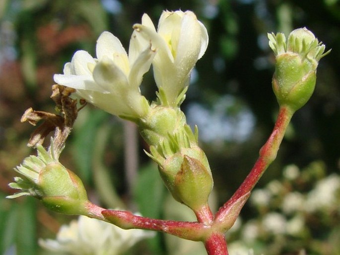 HEPTACODIUM MICONIOIDES Rehder – sedmisyn jasmínovitý