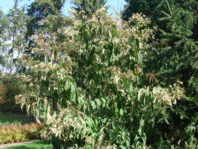 Heptacodium miconioides